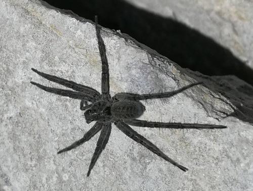 Pardosa (nigra-saturatior)